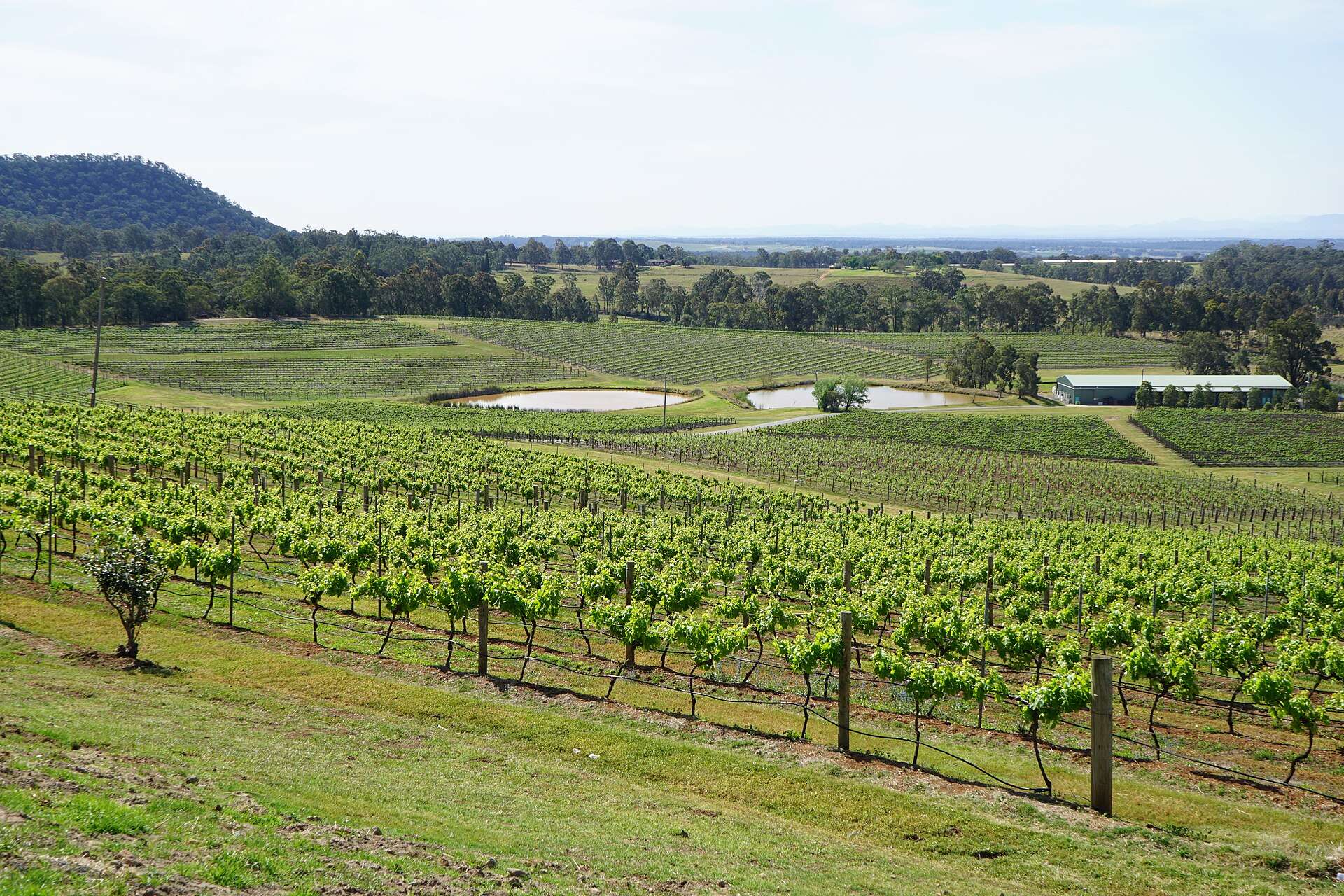 Vineyard rows in the Hunter Valley