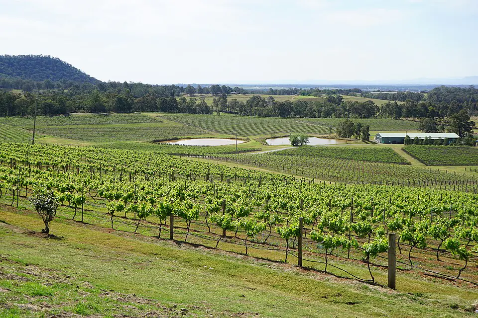 Vineyard rows in the Hunter Valley