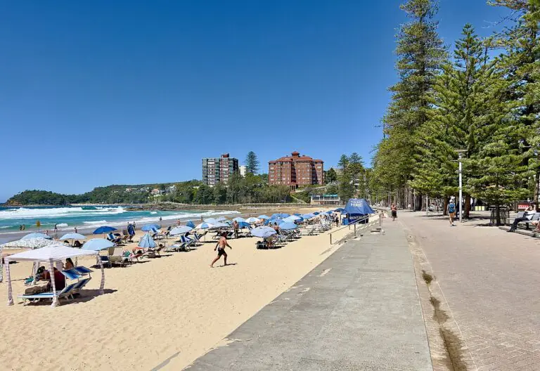 Umbrellas and Norfolk pines along the sand at Manly Beach
